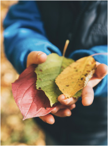 leaf1-80
